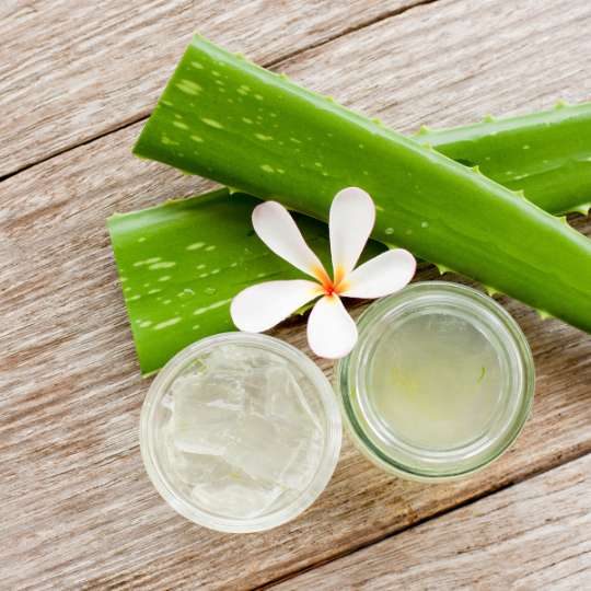 Aloe Vera